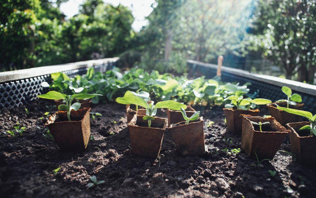 TOP 20 Benefits of Organic Gardening