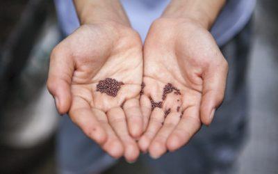 Local Seed Exchange: Guide, Definitions & Examples