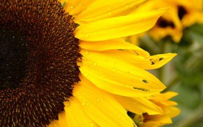 Top 30 Imperfect Things That Are Beautiful