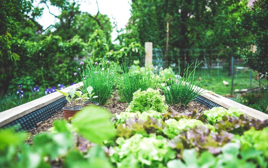 Guide to Growing Organic Vegetables at Home – 10 Tips