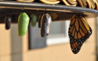 30 Examples of Metamorphosis: Nature, Life, Tech